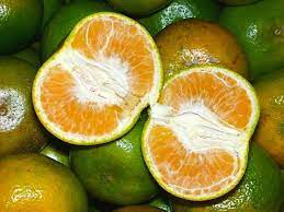 Siamese Orange / Milk Honey Orange